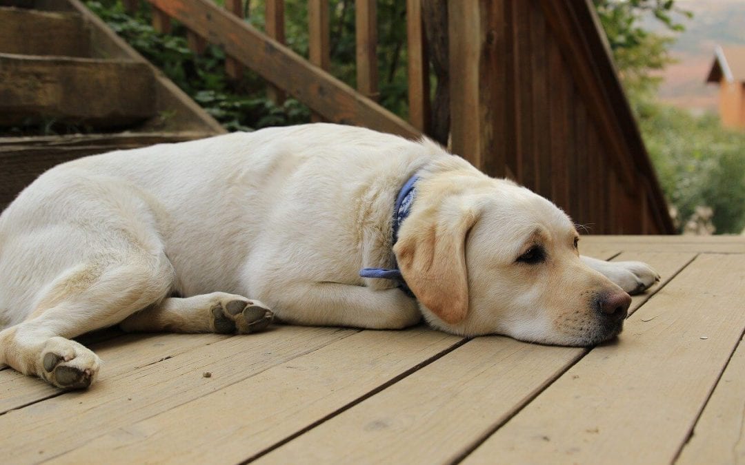 Make Your Deck Safe for Children and Pets